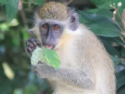 Barbados Green Monkey Barbados Green Monkey