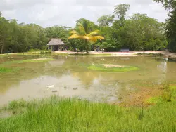 A Haven For Visiting Birds A Haven For Visiting Birds