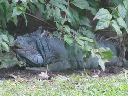 Spot The Iguana Spot The Iguana