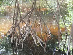 Mangrove Roots Mangrove Roots