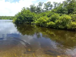 Brackish Waters Brackish Waters