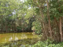 The Mangroves The Mangroves