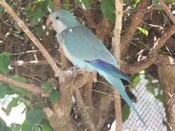 Monk Parakeet Monk Parakeet