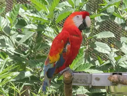 Scarlet Macaw Scarlet Macaw