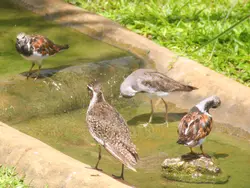 Group of Shorebirds Group of Shorebirds
