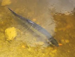Tarpon Patrolling The Lagoon Tarpon Patrolling The Lagoon
