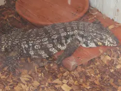 Colombian Tegu Colombian Tegu