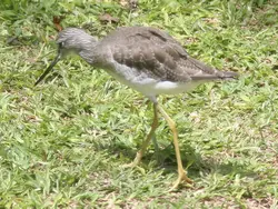 A Winged Voyager A Winged Voyager