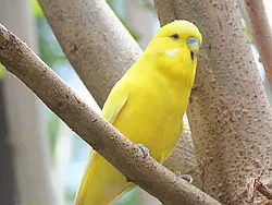 Bright Yellow Budgie Bright Yellow Budgie