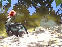 Graeme Hall, Barbados