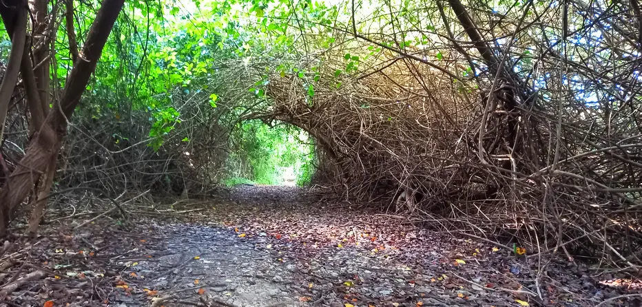 Gully trail through the trees
