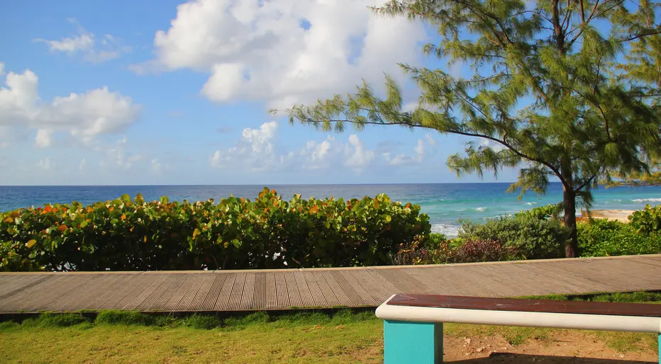 Sea grape shrubs hug the edge of Hastings Rocks