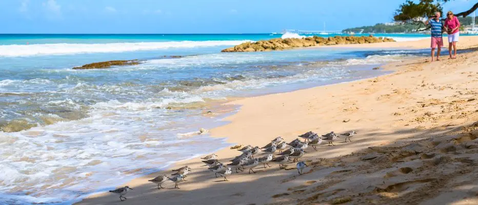 A group of sandpipers on the shore