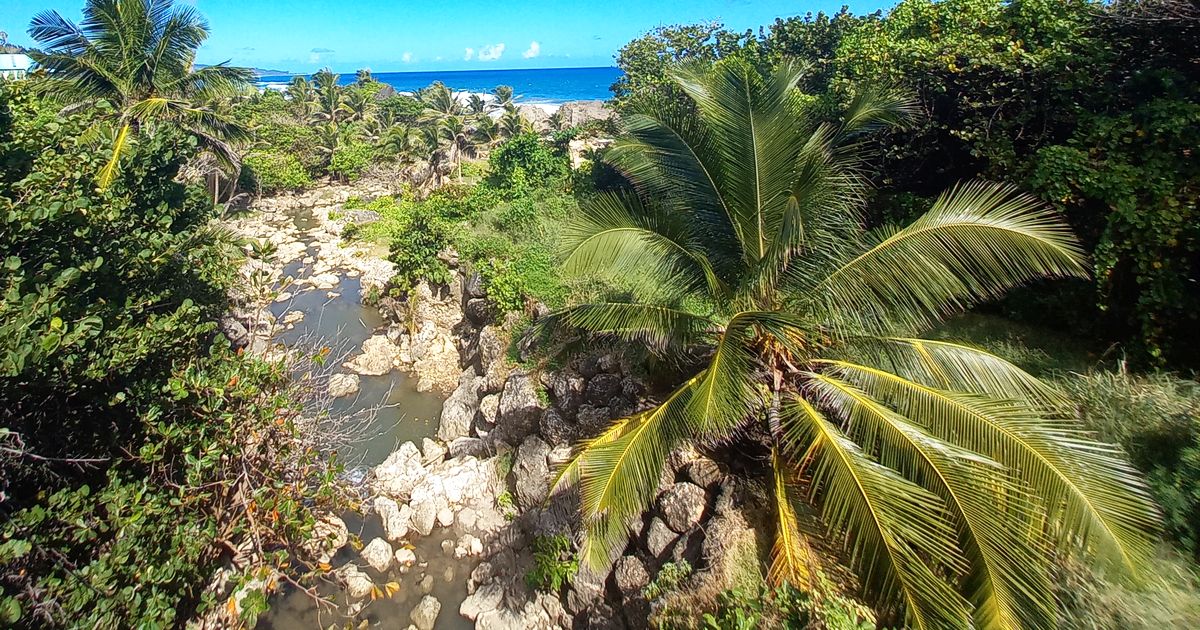 joes-river-barbados