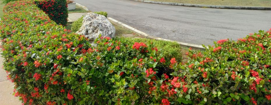 Tropical flowers at King George V Memorial Park