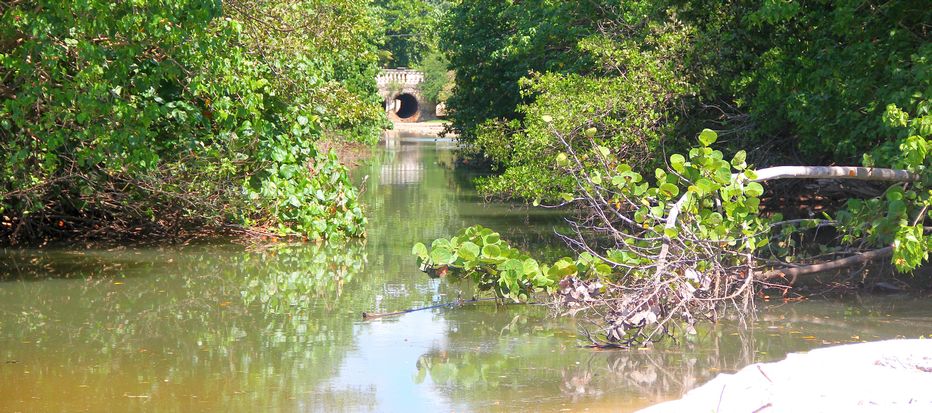 Mangroves in Holetown