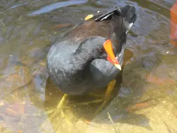 One of the mangrove's inhabitants