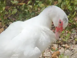 One of the mangrove's inhabitants