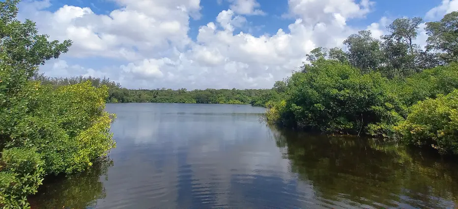 Graeme Hall Mangrove Ecosystem