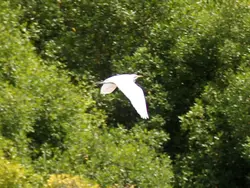 Heron in the mangrove