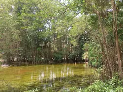 Panoramic view of mangroves at Graeme Hall