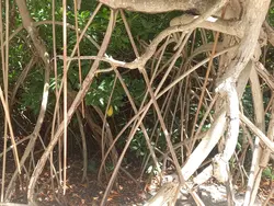 Impressive mangrove root system