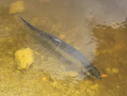Tarpon in the mangrove