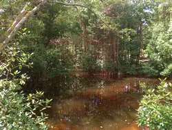 Mangroves at Graeme Hall
