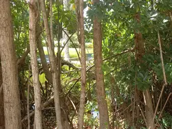 Mangroves in Graeme Hall Nature Sanctuary