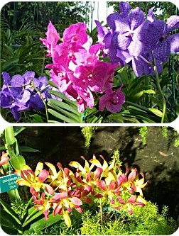 Amazing orchids!