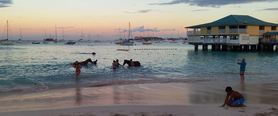 Race horses in the sea at Pebbles Beach at sunrise with visitors watching from the water and the beach