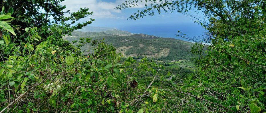 Looking across the lush countryside to the east coast of Barbados