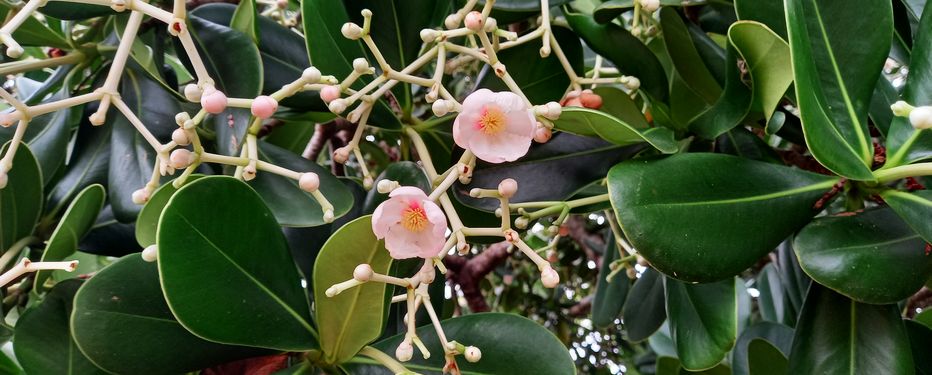 Pink flowering tree in the medicinal garden