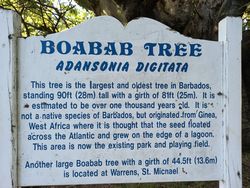 Baobab tree in the park