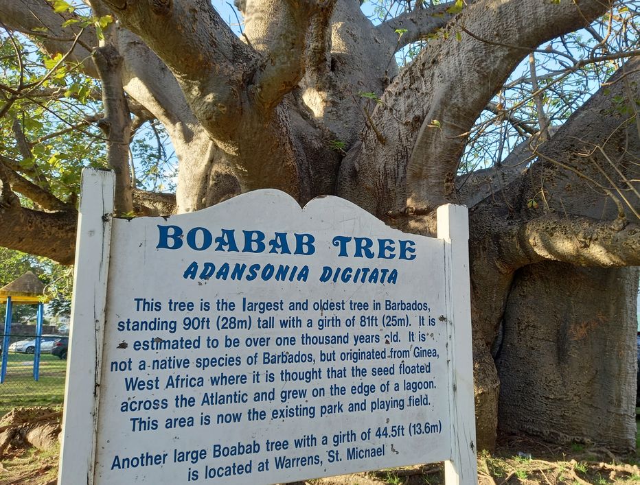 Historic Baobab tree in Queen's Park