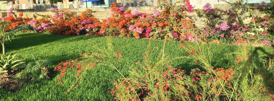 Colorful tropical flora