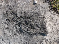 Coral Beneath Your Feet