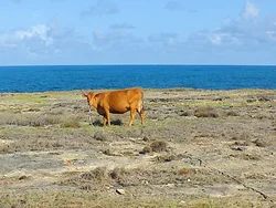 Grazing With A View