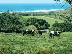 Grazing Cows Grazing Cows