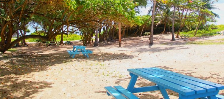 Shaded picnic benches