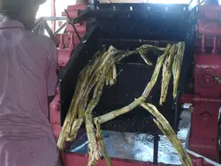 Grinding of sugar cane