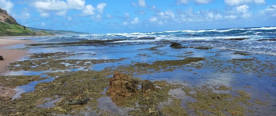 Tidal pools on rugged east coast of Barbados