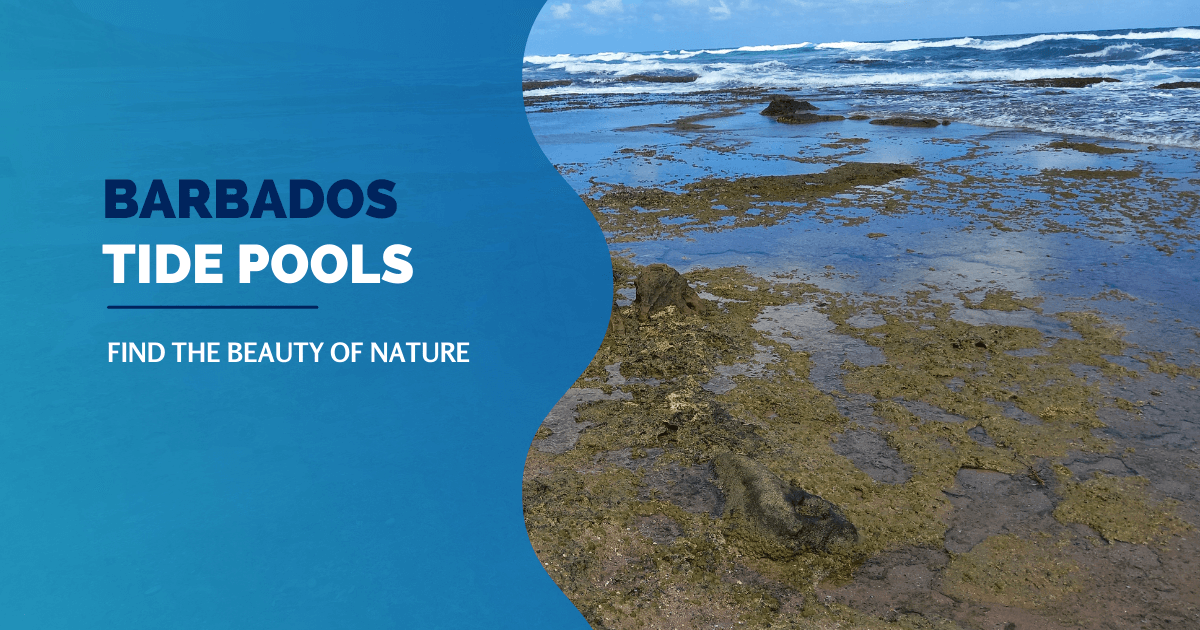 Barbados Tide Pools Discovering Coastal Marvels