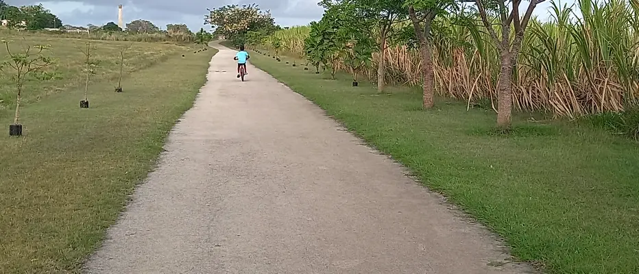A boy rides along the trail, with an old sugar factory in the distance and sugarcane growing alongside the trail