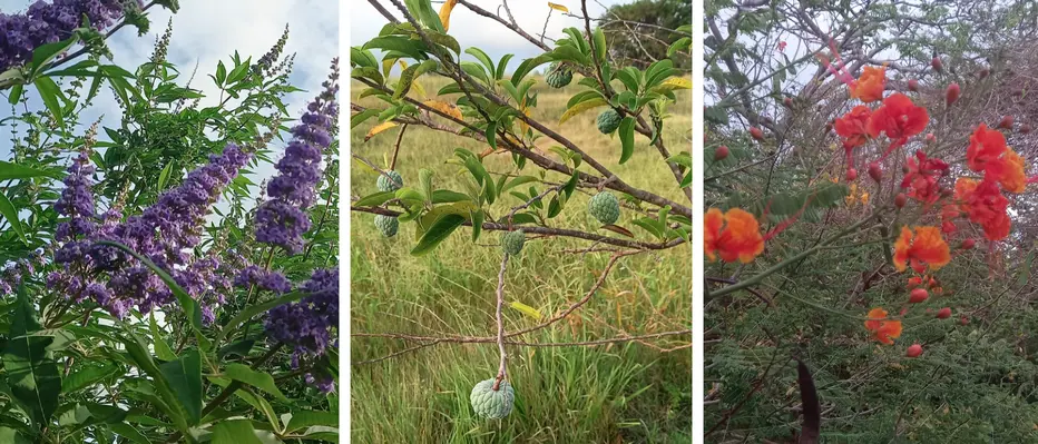 Tropical flowers and fruit along the Trailway