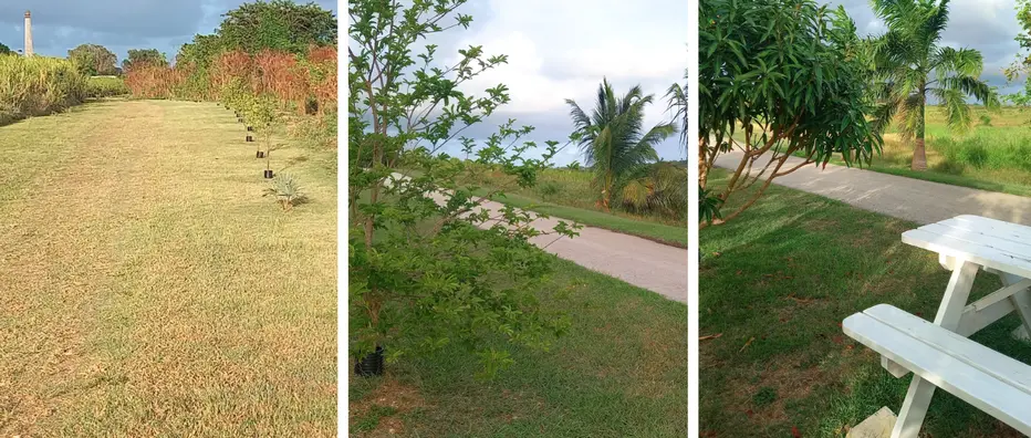 Scenes of the Barbados Trailway