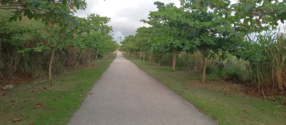 Looking along the trailway path, shaded by almond trees