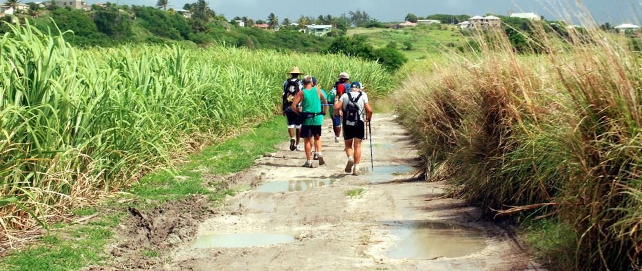 A group of hikers pass through canefields along the old train route