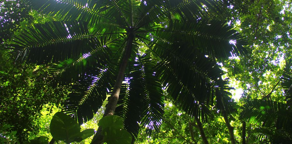 Looking up along a tree trunk towards the tree's palm leaves