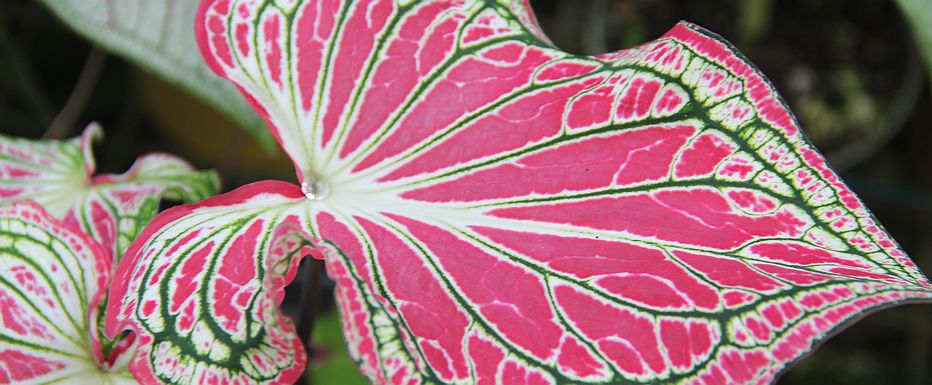 Amazing anthurium leaf